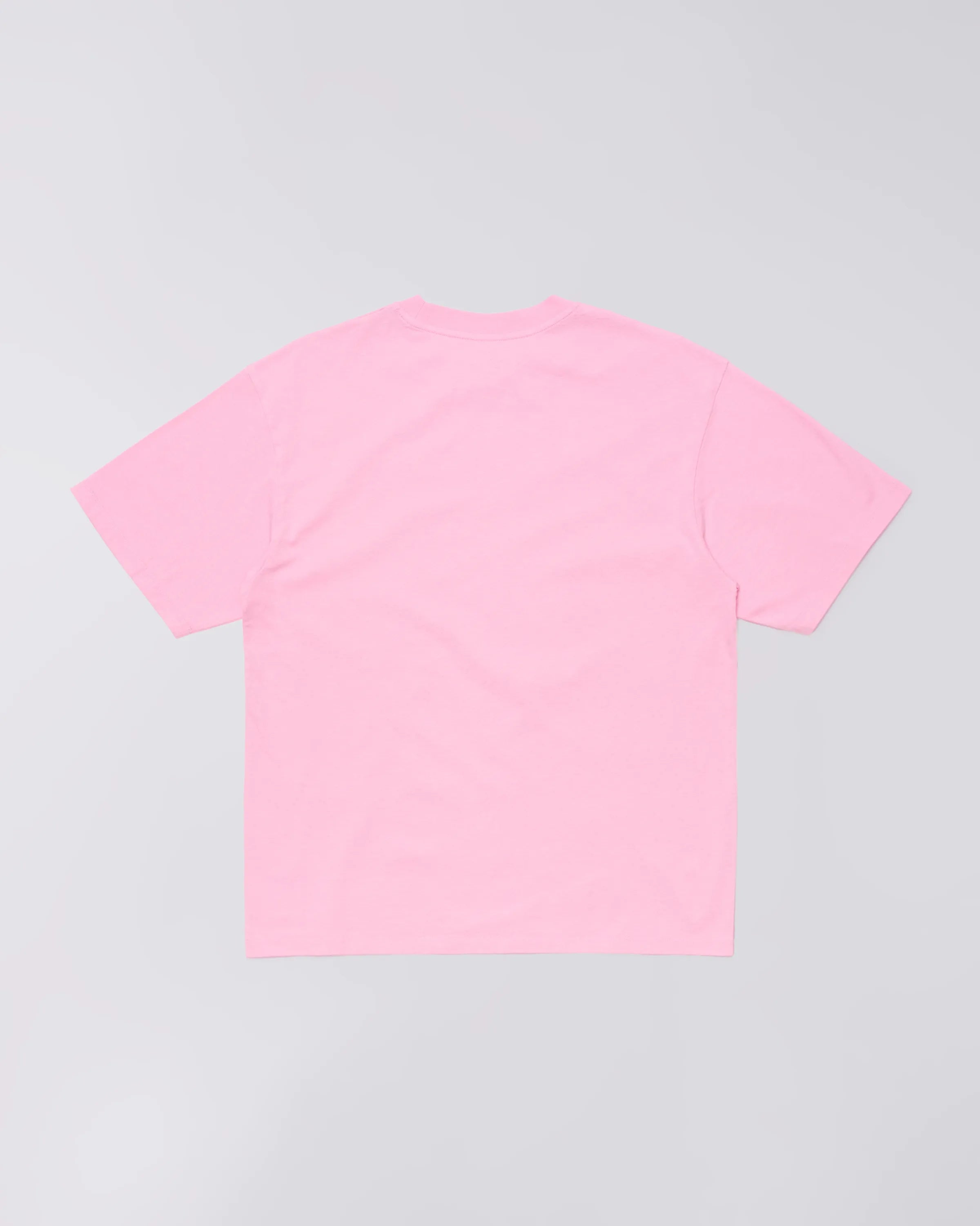 Begonia Pink